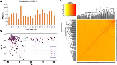 Genome-wide association study, haplotype analysis, and genomic prediction reveal the genetic basis of yield-related traits in soybean (Glycine max L.)